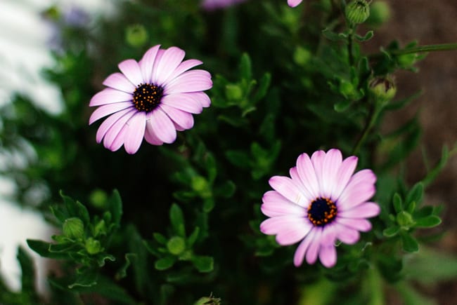 Purple Flowers