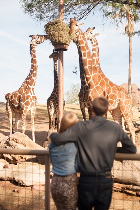 Phoenix Zoo Engagement Photographers-05